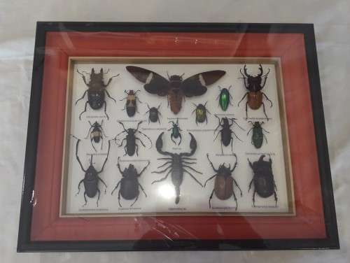 Framed Insects