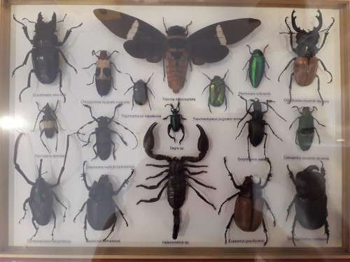 Framed Insects