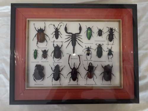Framed Insects