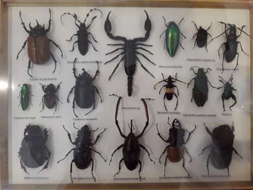 Framed Insects