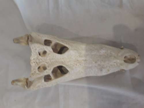 Genuine Crocodile Skull