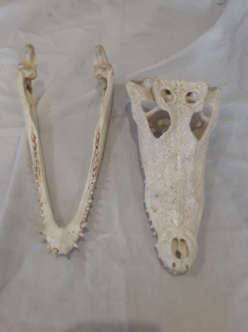 Genuine Crocodile Skull