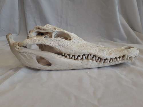 Genuine Crocodile Skull