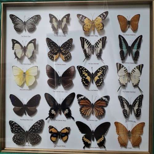 FRAMED  BUTTERFLIES