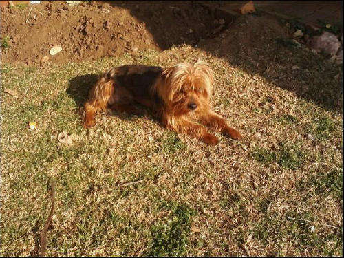 Yorkshire Terrier