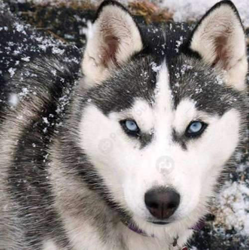 5D DIY FULL DRILL DIAMOND PAINTING BY NUMBER - WOLF IN SNOW