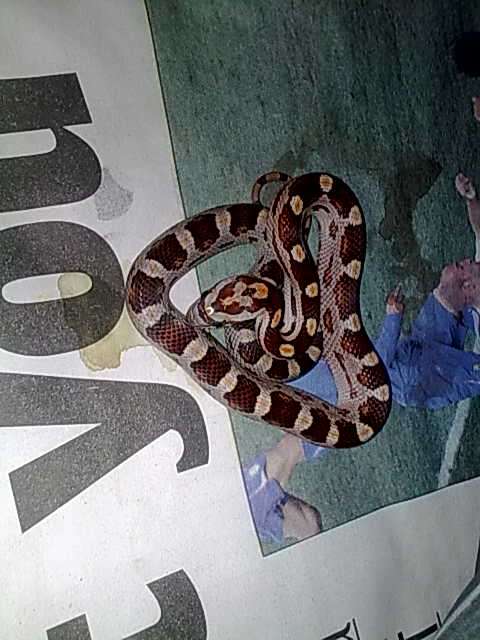 Corn Snake Hatchlings