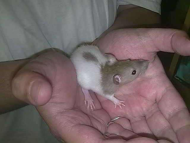 Rats - adults & babies