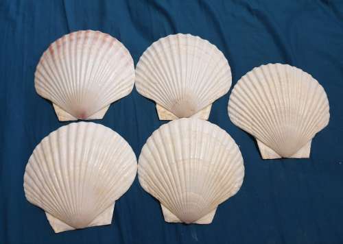 Shells