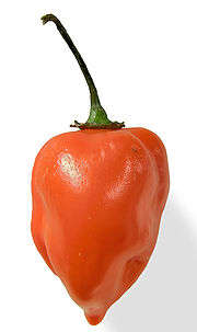 HABANERO - EXTREME HOT CHILLI - 12 SEEDS
