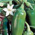 JALAPENO -  CHILLI - 12 SEEDS