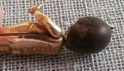 RARE !!! WW1 LUCKY CHARM, "FUMS UP" GOLD PLATED BODY WITH ARTICULATING ARMS, "TOUCH" WOODEN HEAD