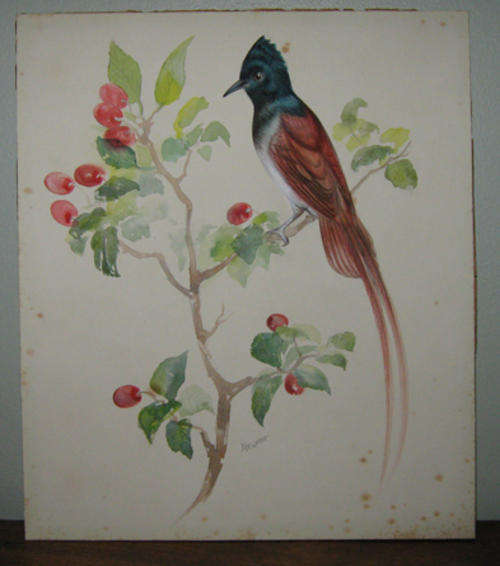TWO  WATERCOLOURS  OF BIRDS by NEWMAN