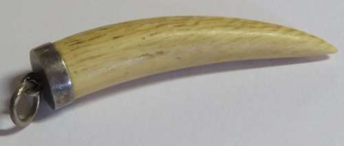 Leopard tooth pendant