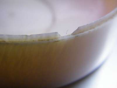 Chinese Ivory box with Exquisite cut & colour  - Tiger artwork