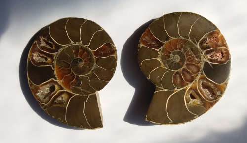 A Grade Ammonite Pair