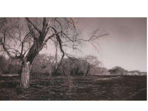 Trees - by Adriaan van den Berg - Crazy R9 start!!!