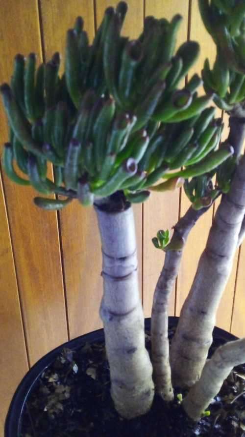 12 year old Crassula Ovata (Gollum) Bonsai.