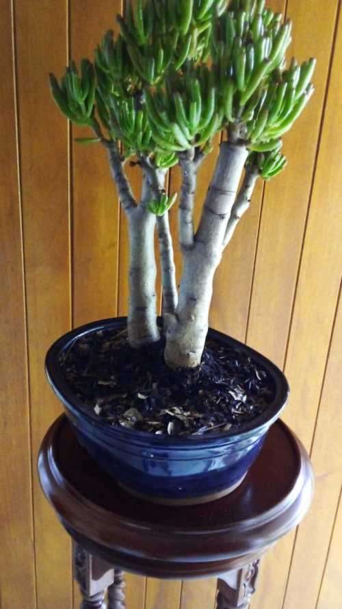 12 year old Crassula Ovata (Gollum) Bonsai.