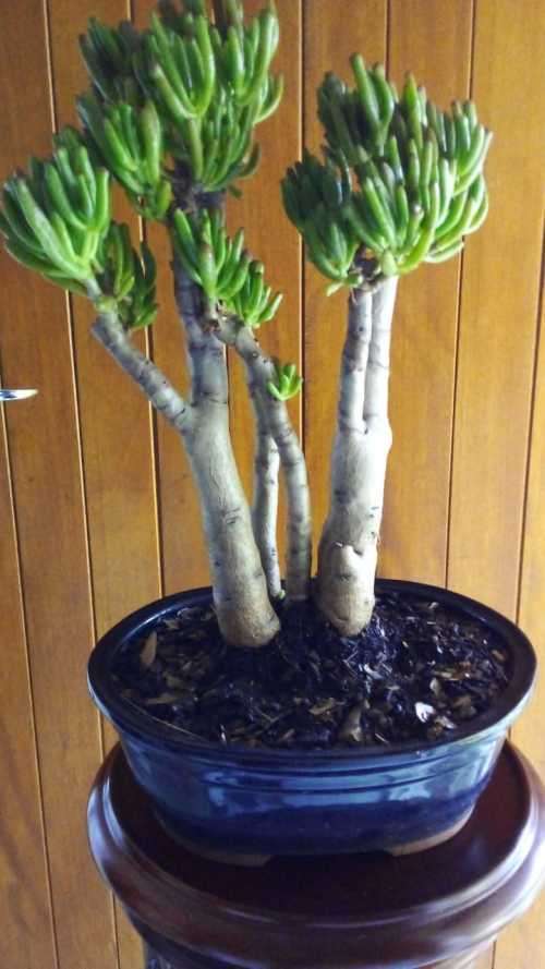 12 year old Crassula Ovata (Gollum) Bonsai.