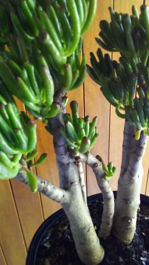 12 year old Crassula Ovata (Gollum) Bonsai.