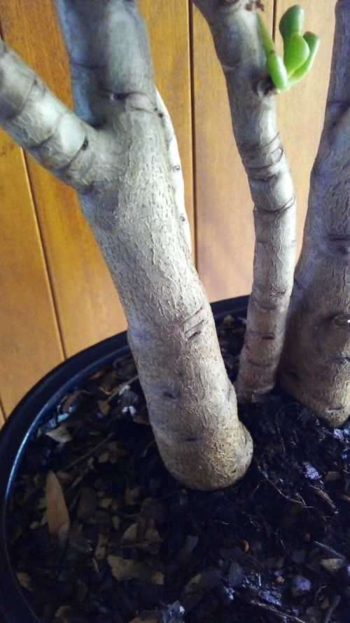 12 year old Crassula Ovata (Gollum) Bonsai.