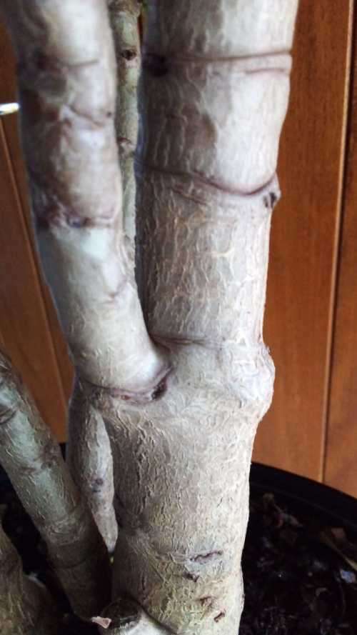 12 year old Crassula Ovata (Gollum) Bonsai.