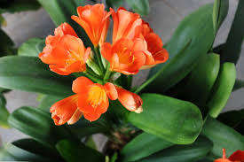 2 Year Old Clivia Plants (Orange)