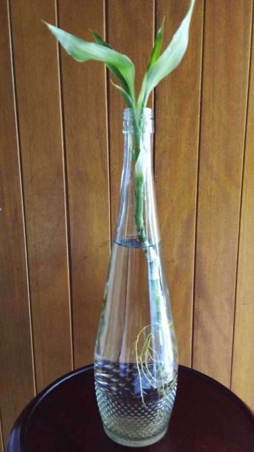 Lucky Bamboo (Dracaena sanderiana) Grown in glass bottle. 2 years old