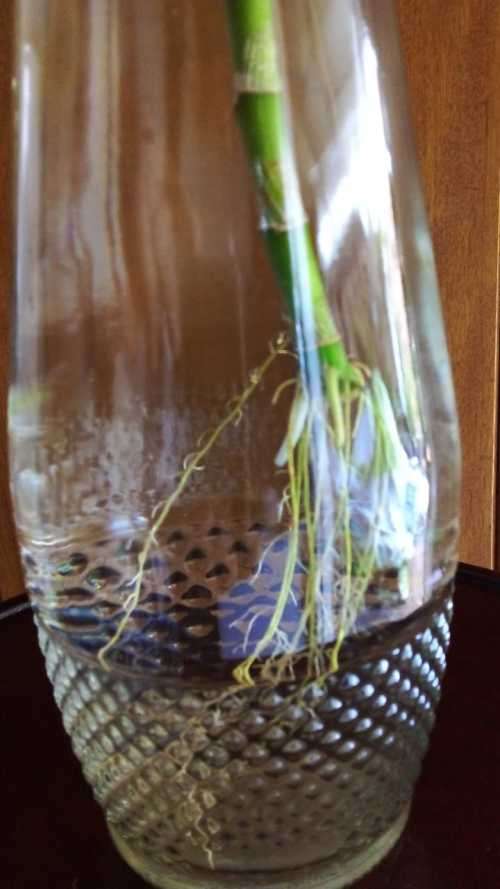 Lucky Bamboo (Dracaena sanderiana) Grown in glass bottle. 2 years old