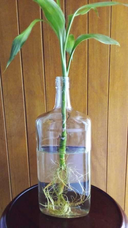 Lucky Bamboo (Dracaena sanderiana) Grown in glass bottle. 2 years old