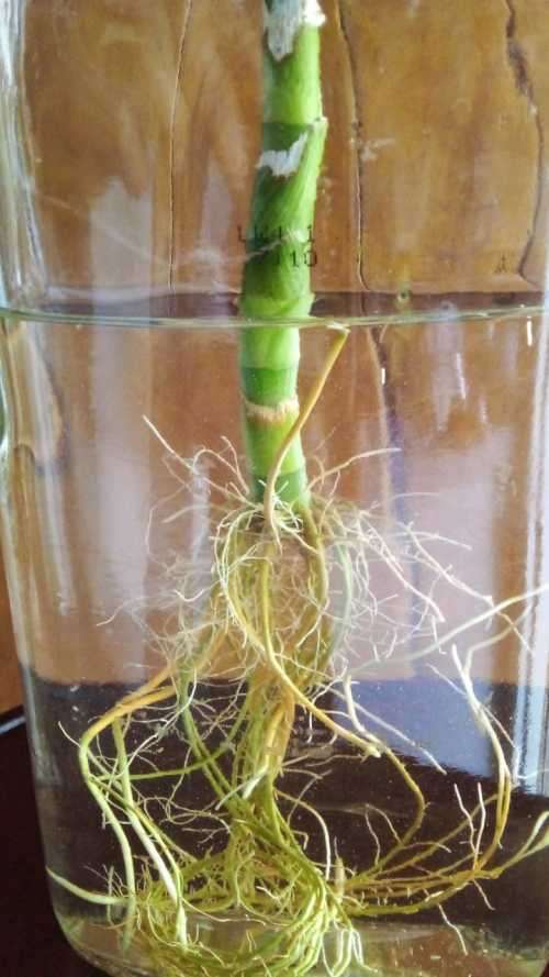 Lucky Bamboo (Dracaena sanderiana) Grown in glass bottle. 2 years old