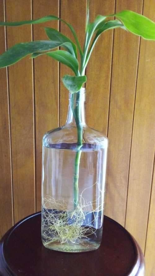 Lucky Bamboo (Dracaena sanderiana) Grown in glass bottle. 2 years old