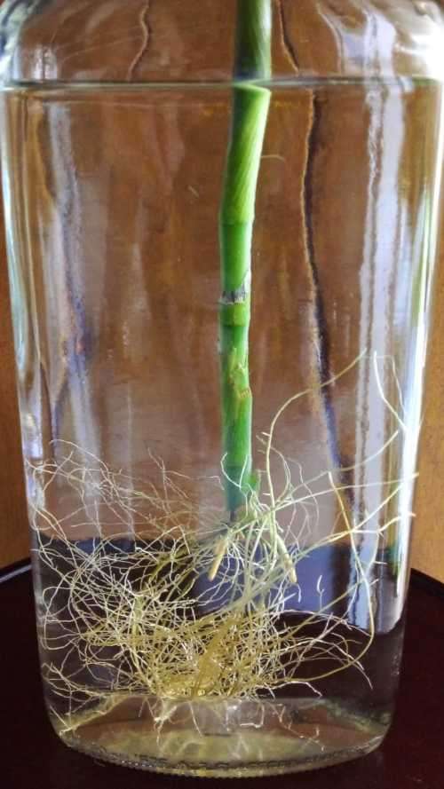 Lucky Bamboo (Dracaena sanderiana) Grown in glass bottle. 2 years old