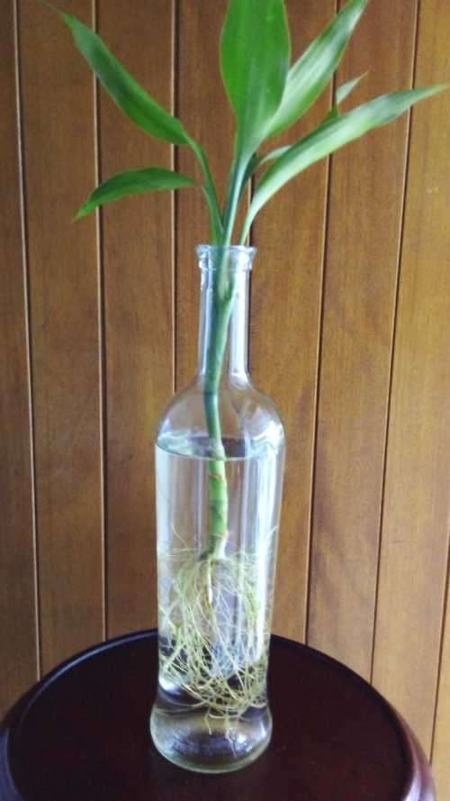 Lucky Bamboo (Dracaena sanderiana) Grown in glass bottle. 2 years old