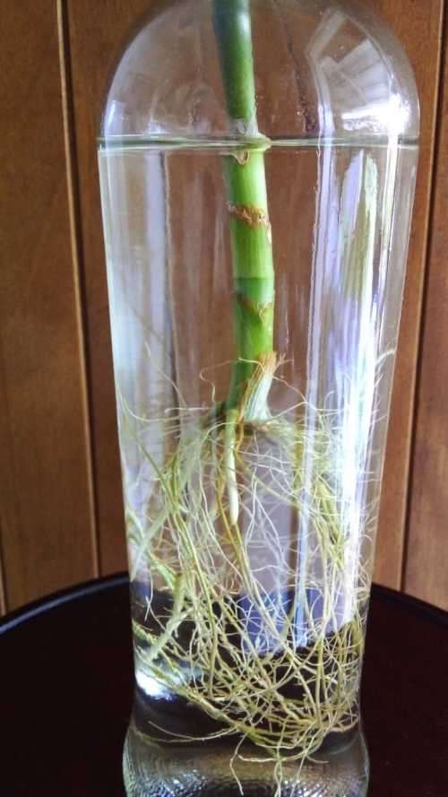 Lucky Bamboo (Dracaena sanderiana) Grown in glass bottle. 2 years old