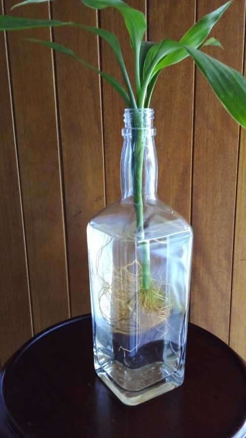 Lucky Bamboo (Dracaena sanderiana) Grown in glass bottle. 2 years old