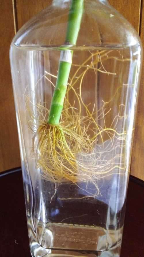 Lucky Bamboo (Dracaena sanderiana) Grown in glass bottle. 2 years old