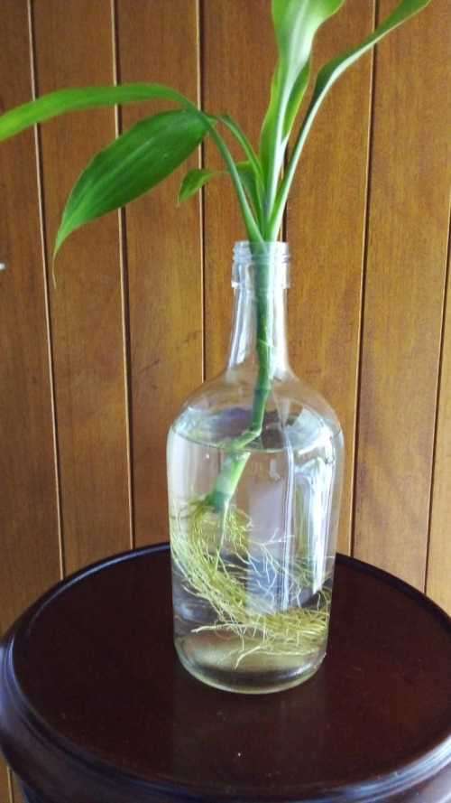 Lucky Bamboo (Dracaena sanderiana) Grown in glass bottle. 2 years old