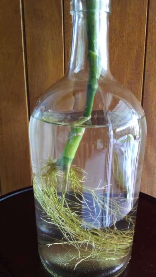 Lucky Bamboo (Dracaena sanderiana) Grown in glass bottle. 2 years old