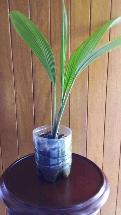1 Year Old Palm Grass Setaria Palmifolia Plants