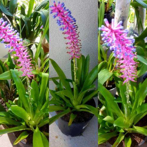 2 Year Old Aechmea Gamosepala (Blue and Purple Bromeliad)