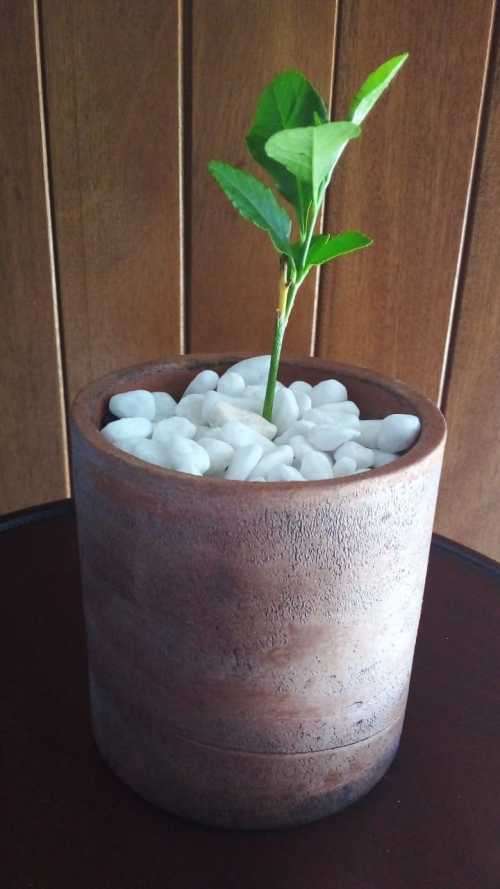 Living Miniature Lemon Tree in Pottery Planter