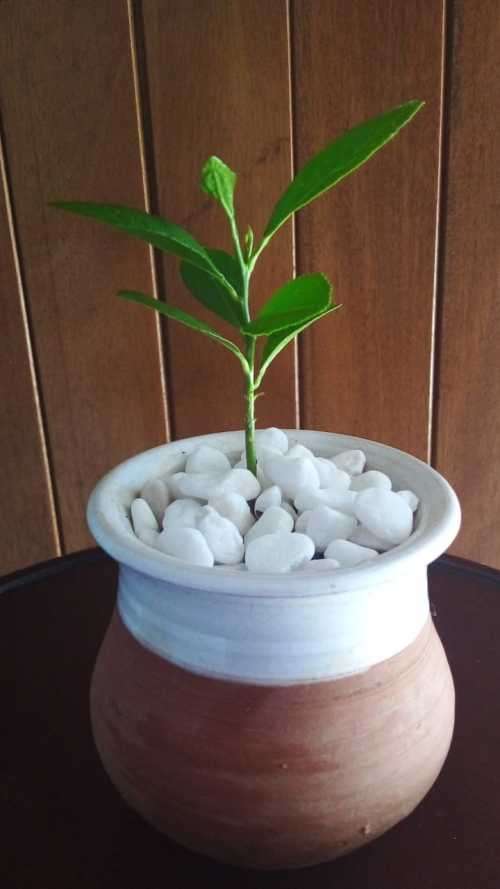 Living Miniature Lemon Tree in Pottery Planter