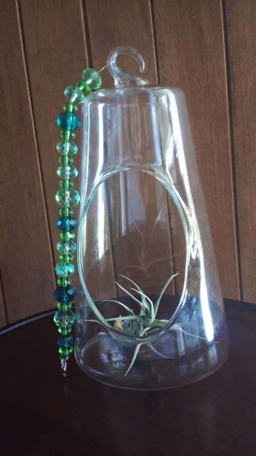Living Air Plant in Glass Holder with Glass/Crystal Beaded String