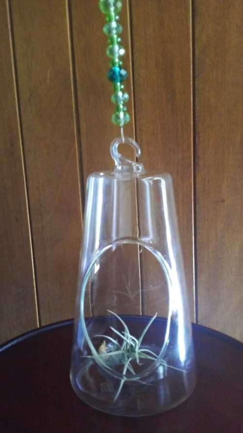 Living Air Plant in Glass Holder with Glass/Crystal Beaded String