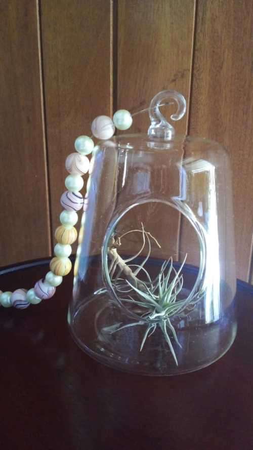 Living Air Plant in Glass Holder with Glass/Crystal Beaded String