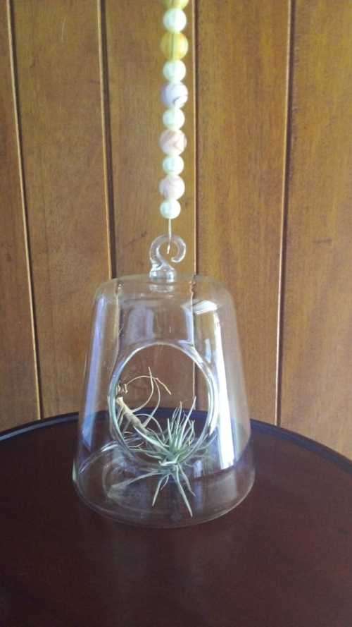 Living Air Plant in Glass Holder with Glass/Crystal Beaded String