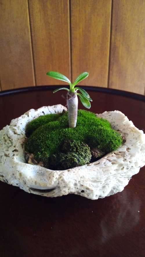 One of a kind! Pachypodium (Half mens) (living plant) Grown in a Shell with Moss