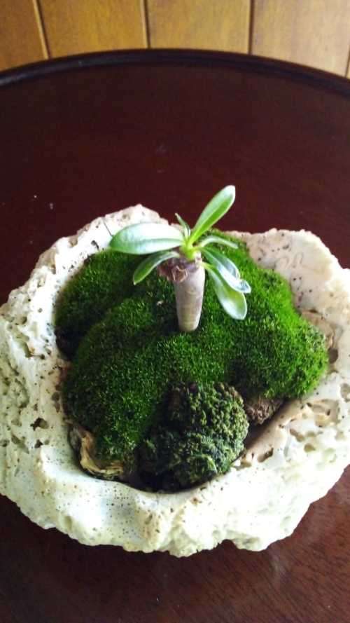 One of a kind! Pachypodium (Half mens) (living plant) Grown in a Shell with Moss